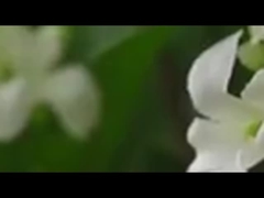 Một nhánh duy nhất của 