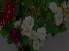 Hoa hồng giả mạo Bề ngang đa đầu Hoa giả mạo hoa hoa nhân tạo Cổ hoa cưới trang trí