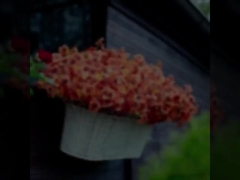 Thiết kế lễ hội ngoài trời, cây mùa thu, lá cây bạch tuộc nhân tạo, hoa violet bạch tuộc, hoa daisy