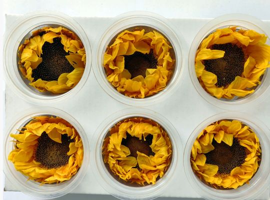 Mua Hoa bảo quản Sun Flower lãng mạn Valentine ngày quà làm bằng tay chất liệu hoa sản xuất trực tuyến