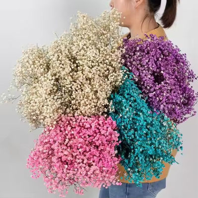 Giá tốt. 100g hoa khô hoa nhân tạo bó hoa Baby Breath Gypsophila Hoa trang trí đám cưới trung tâm trực tuyến
