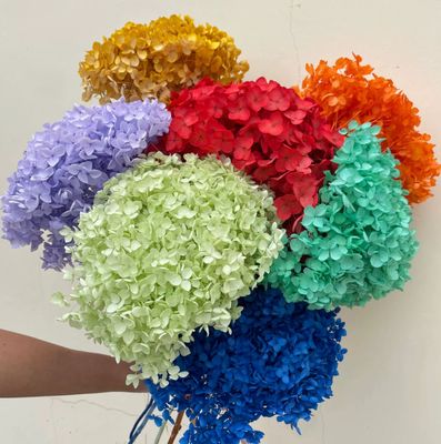 Giá tốt. Hoa bảo quản Anna Hydrangea lãng mạn quà ngày Valentine vật liệu hoa hoa thủ công trực tuyến